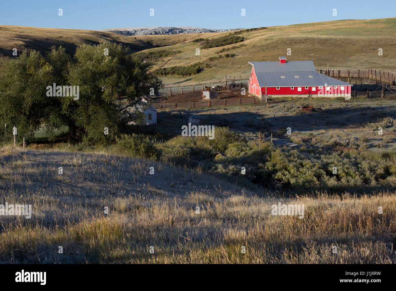 Early morning light casts a glow on a red barn. Cottonwood trees, sage brush and a creek complete this Montana prairie scene. Stock Photo