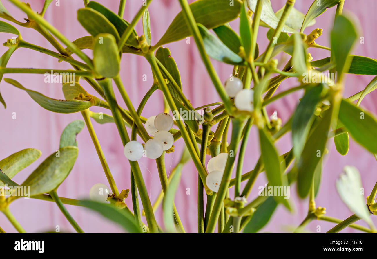 Viscum album, mistletoe branch, family Santalaceae, white berry fruits, wooden background. Stock Photo