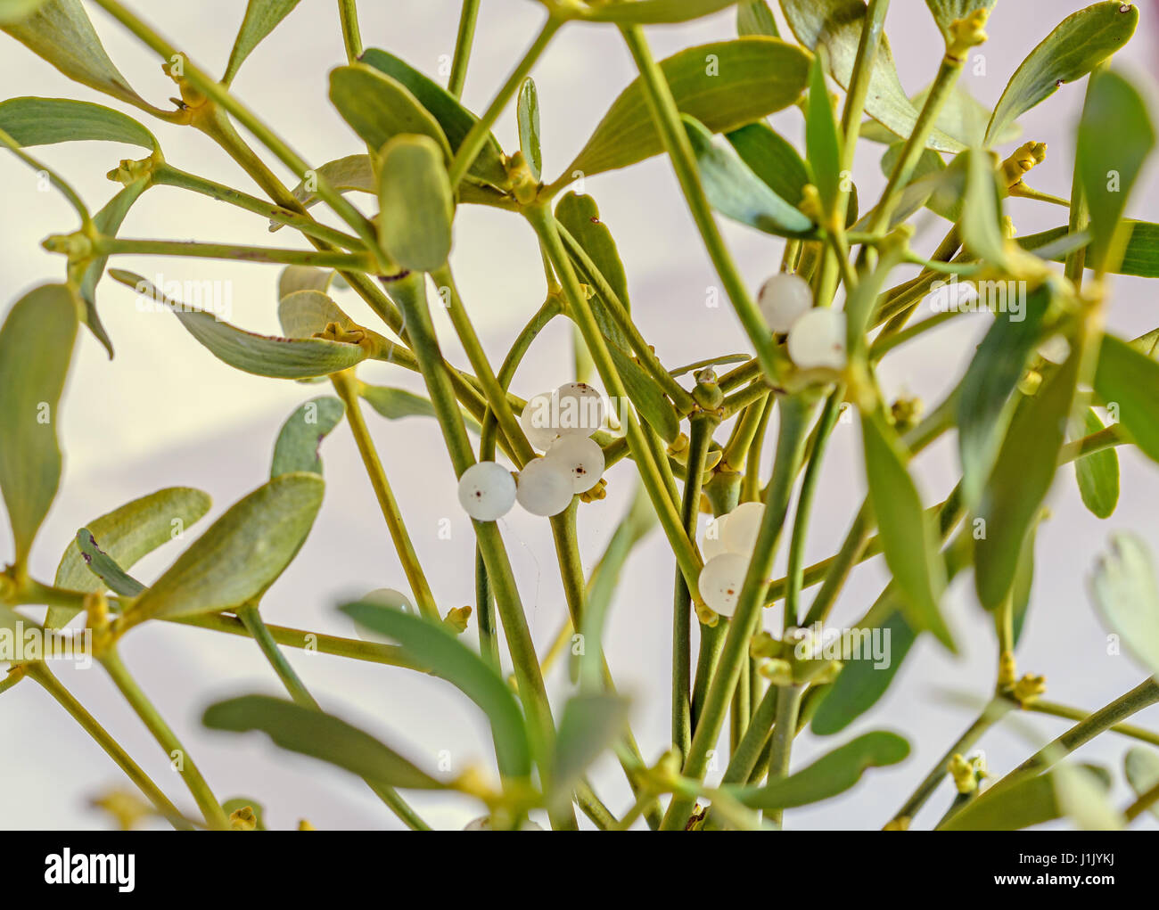 Viscum album, mistletoe branch, family Santalaceae, white berry fruits, close up. Stock Photo