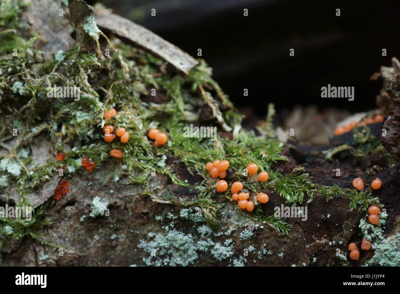 Slime mould Stock Photo