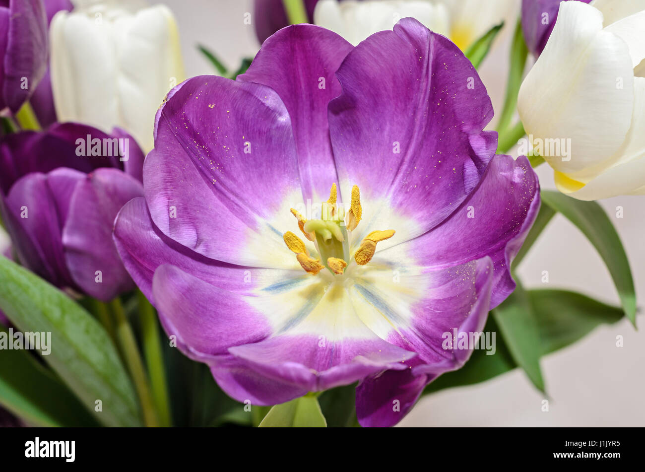Violet tulip open flower close up with yellow pistils, isolated. Stock Photo