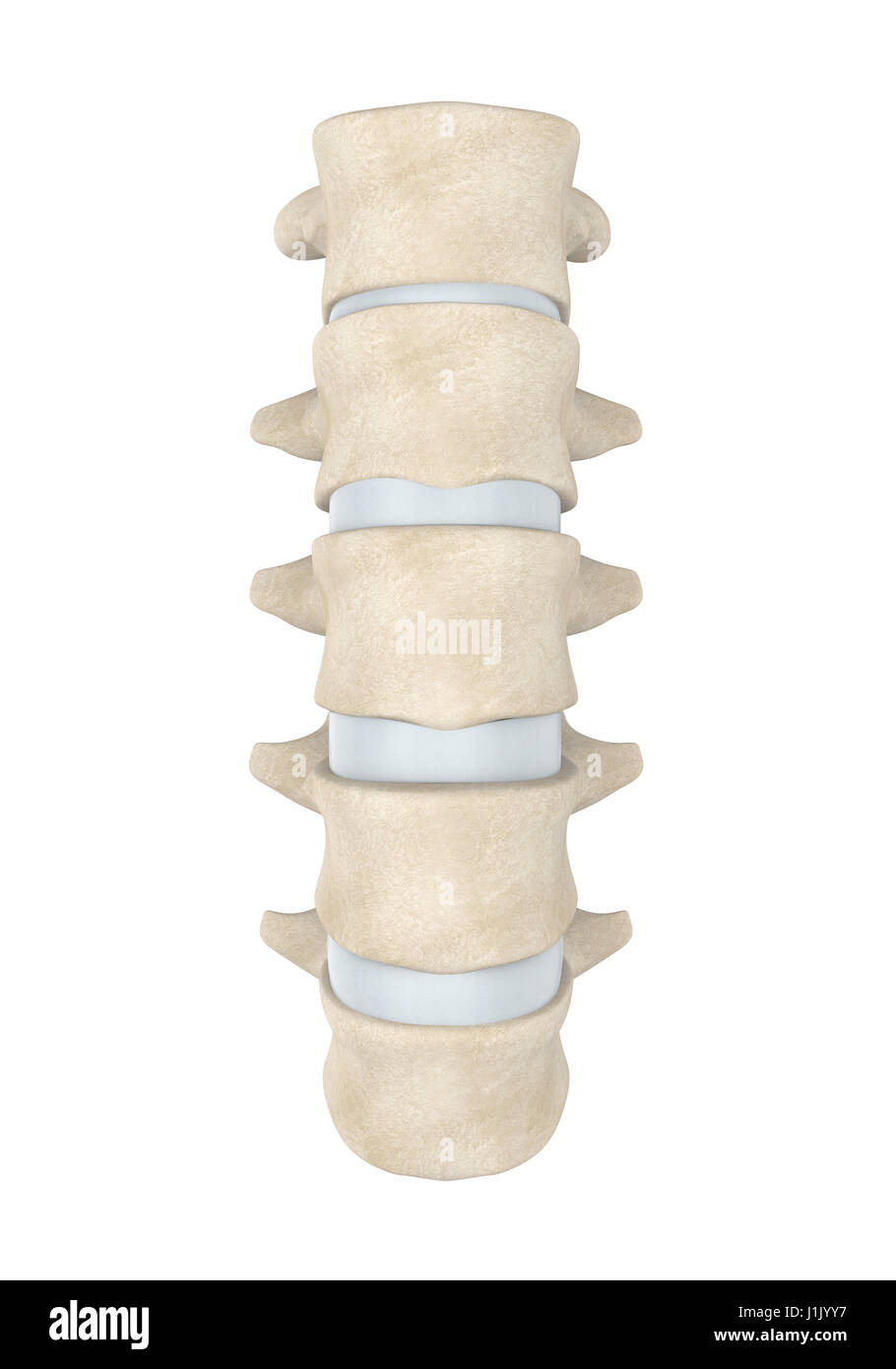 Human Spine Anatomy Illustration Stock Photo