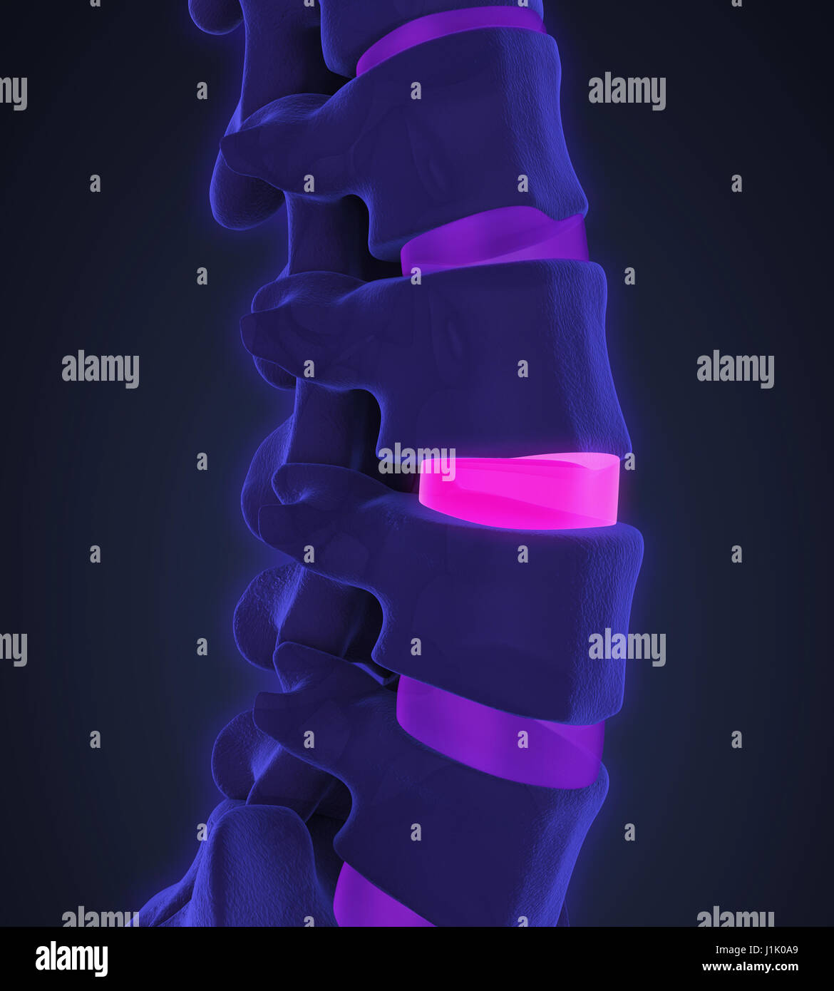 Human Spine Anatomy Illustration Stock Photo