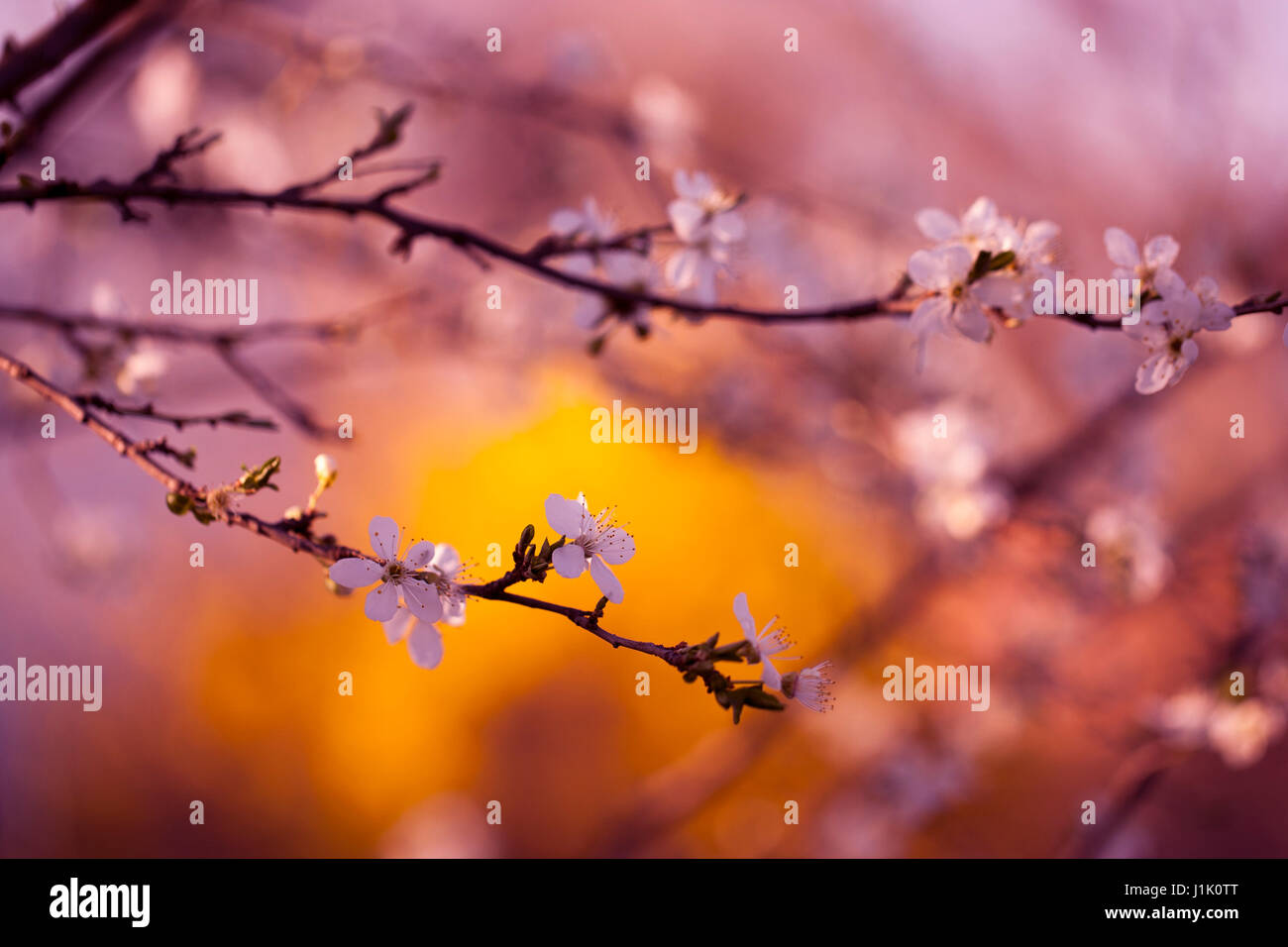Spring In April Cherry blossoms at spring in april Stock Photo - Alamy