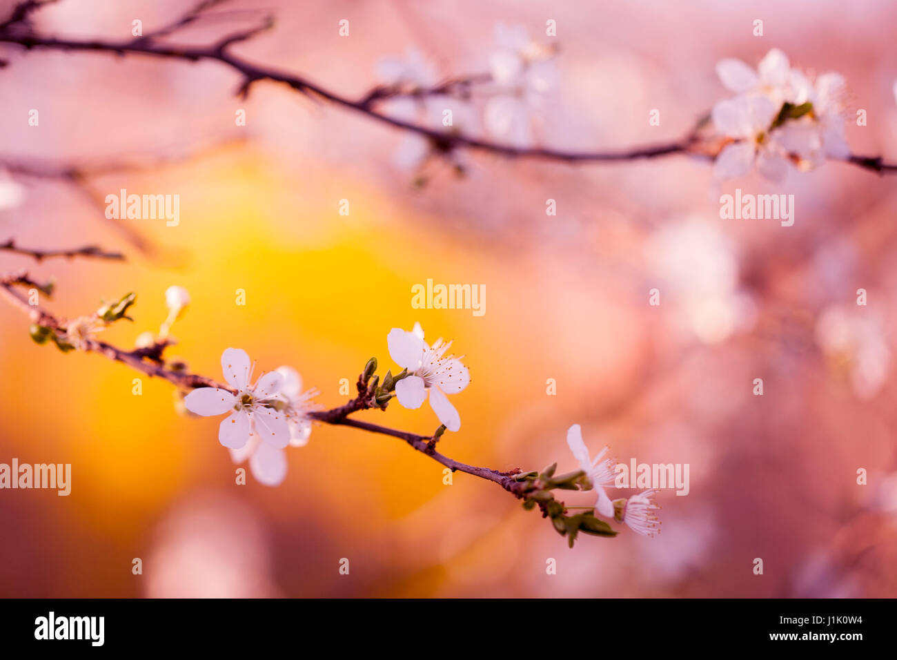 Cherry blossoms at spring in april Stock Photo - Alamy