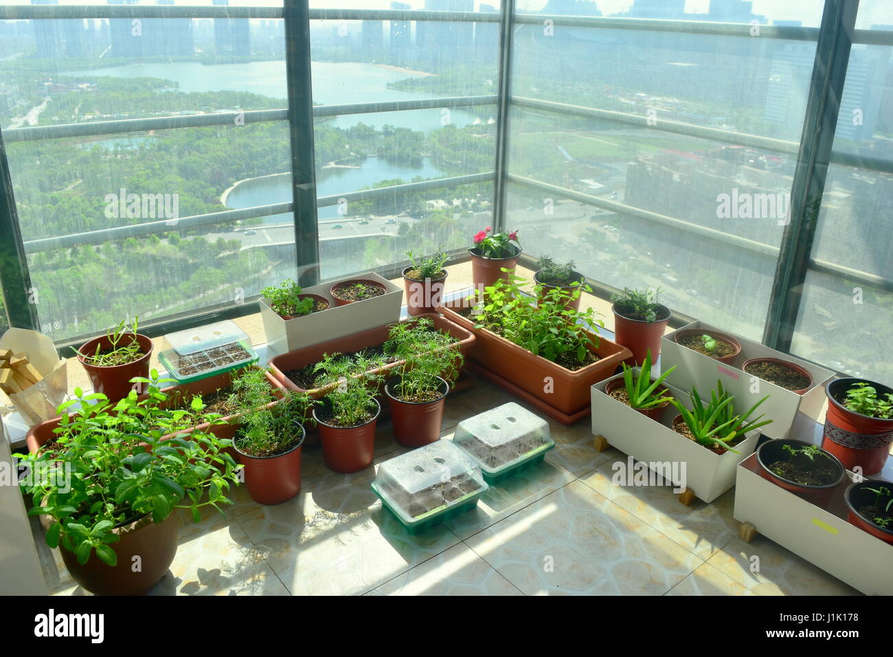 Organic apartment garden, with young green herbs and plants taking in ...