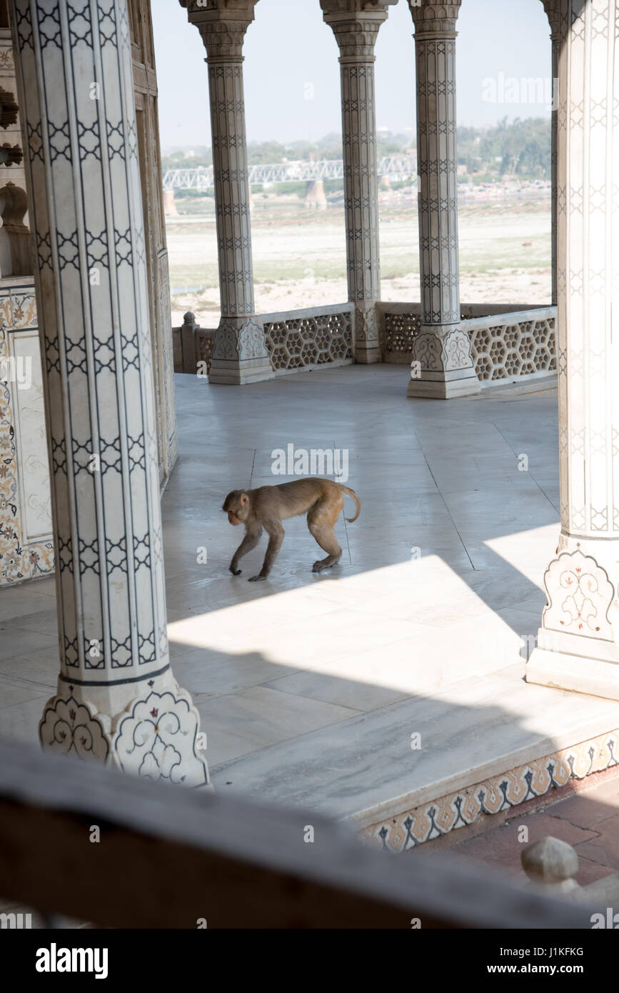 Monkey inside the complex of Agra Fort, Agra, India Stock Photo