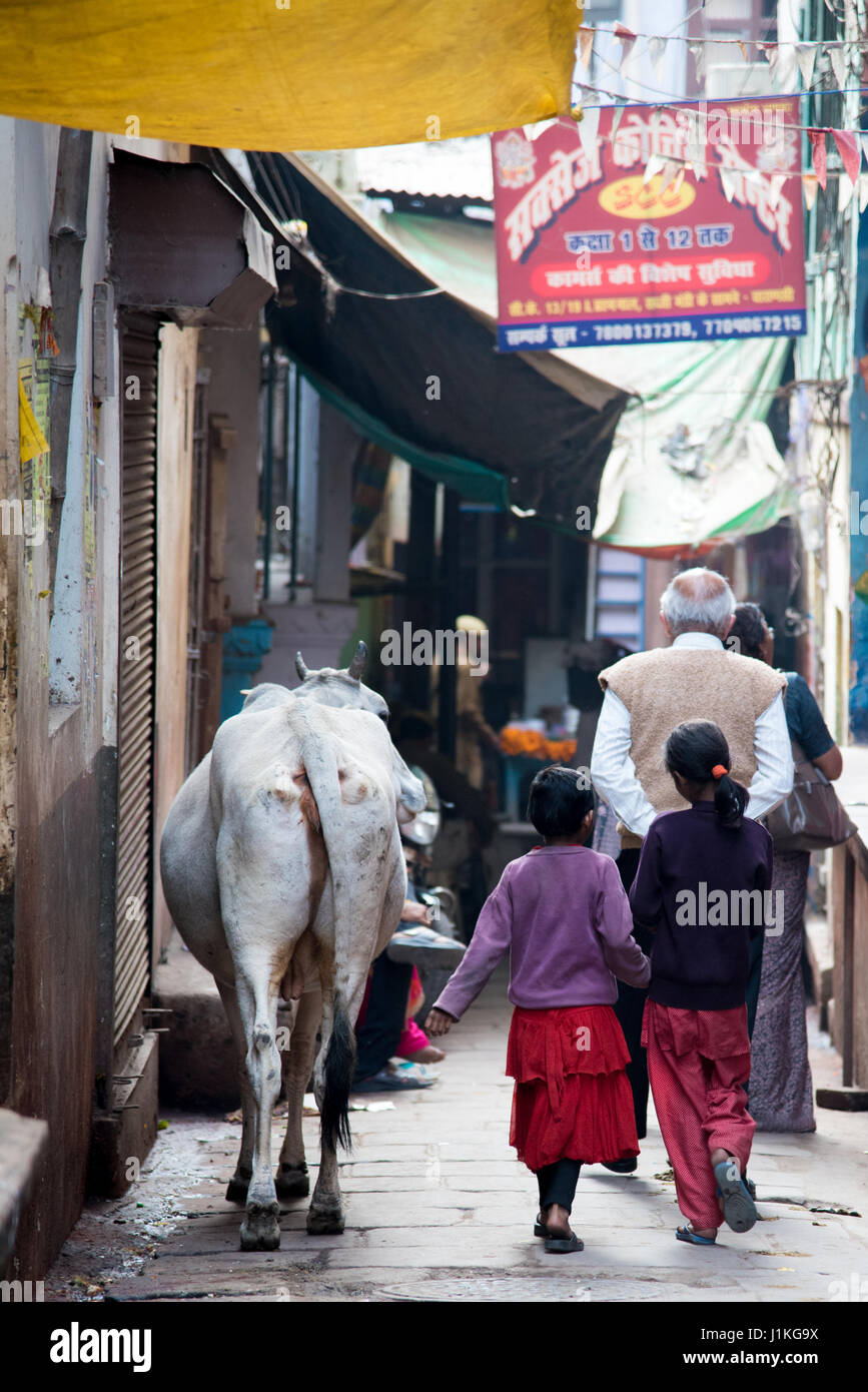 Two children walking next to a street cow in Varanasi, India Stock Photo