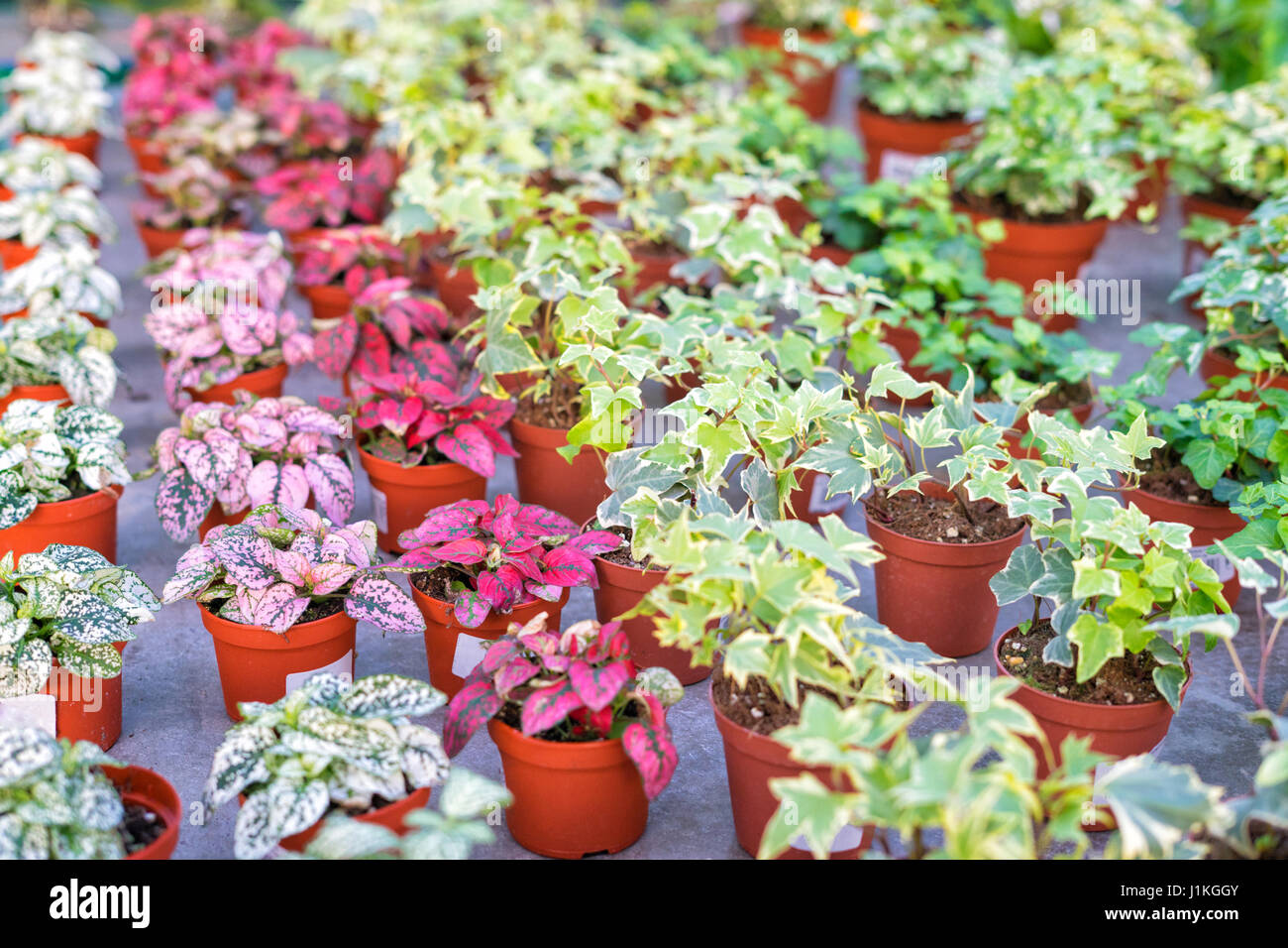 Shop of plants and flowers for selling in plant nursery Stock Photo Alamy