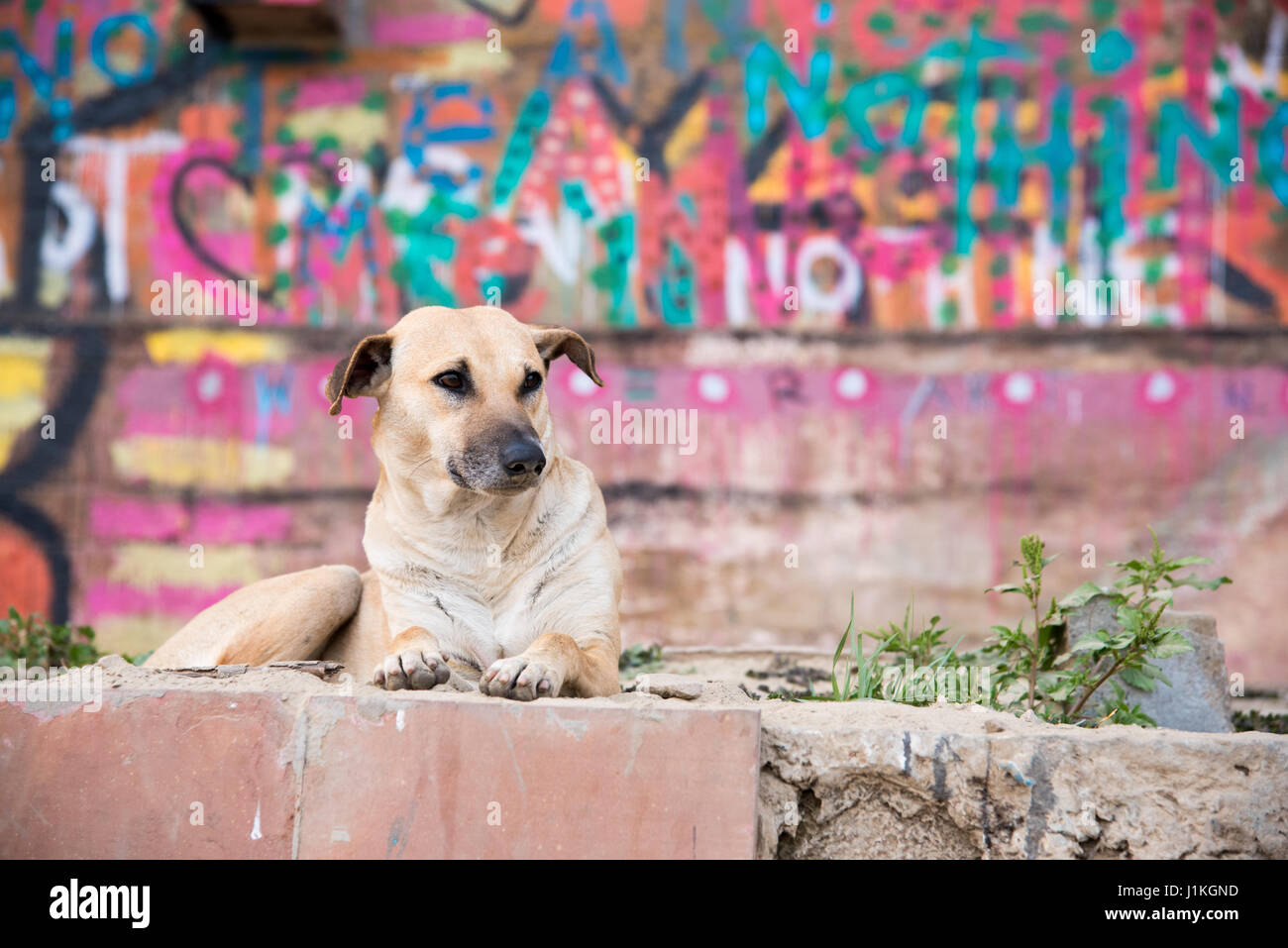 Stray dog in front of colourful graffiti in Varanasi, India Stock Photo