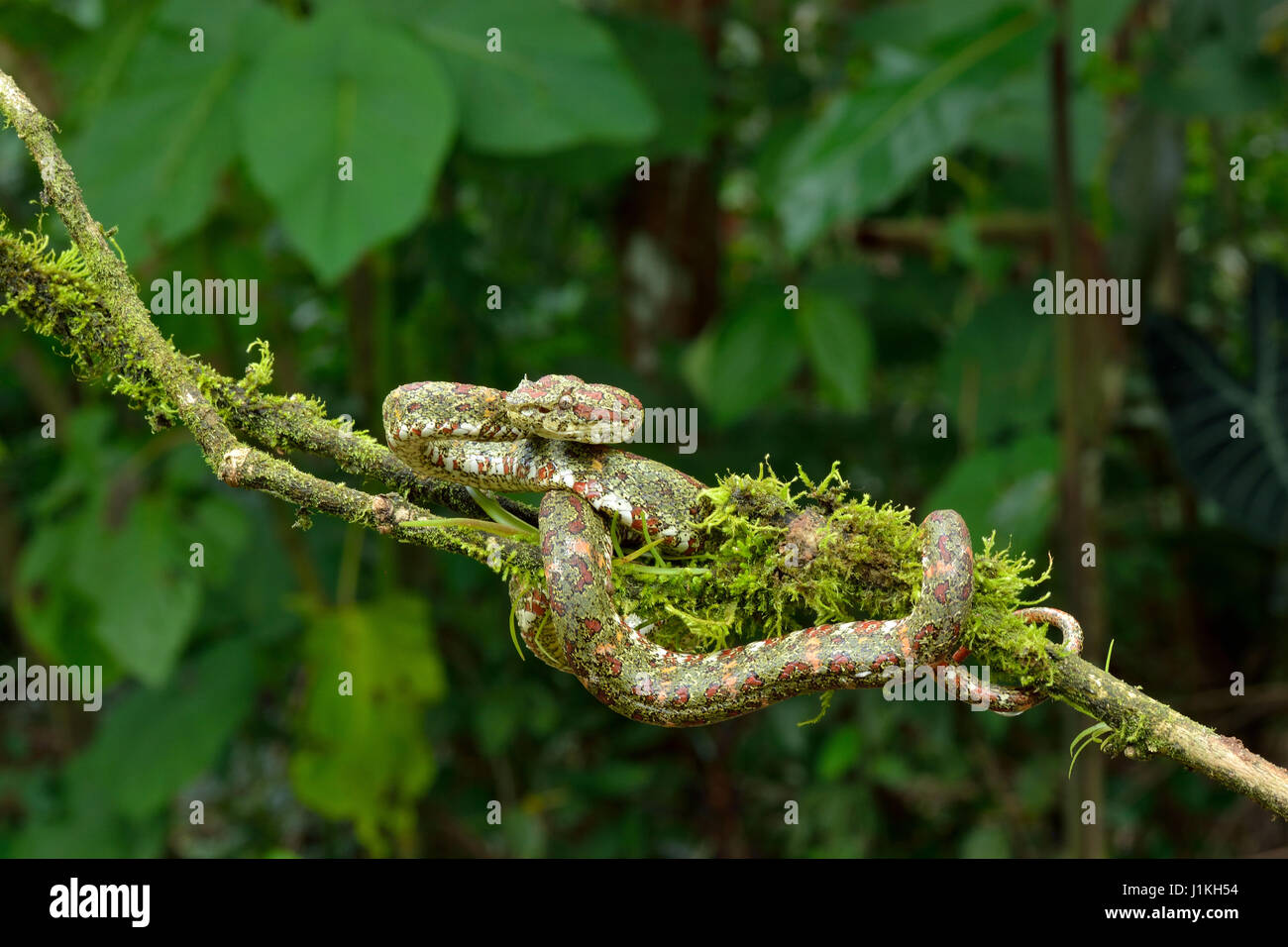 Eyelash Palm Pitviper in Costa Rica Tropical rain forest Stock Photo