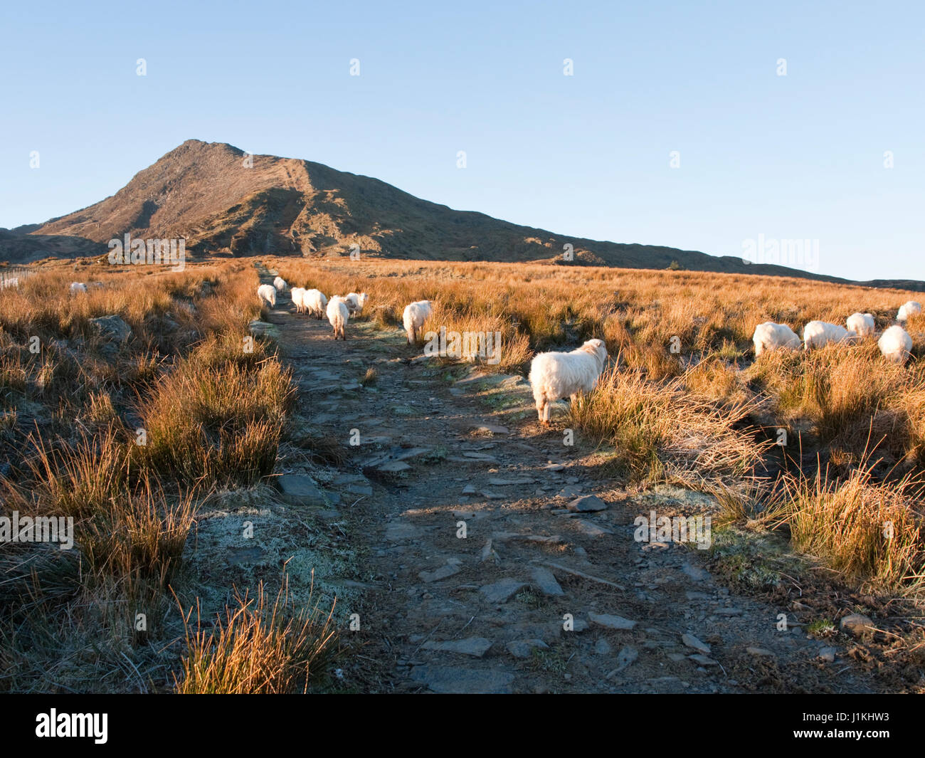 An ascent of Moel Siabod from Capel Curig, Snowdonia National Park, North Wales Stock Photo