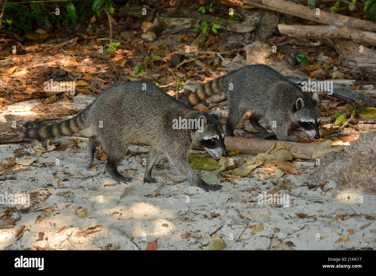 A Raccoon in Manuel Antonio National Park beach Costa Rica Stock Photo