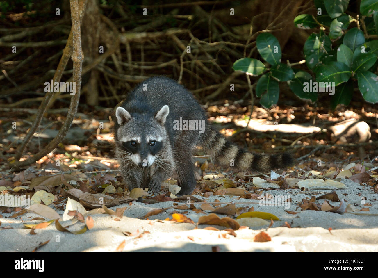 A Raccoon in Manuel Antonio National Park beach Costa Rica Stock Photo