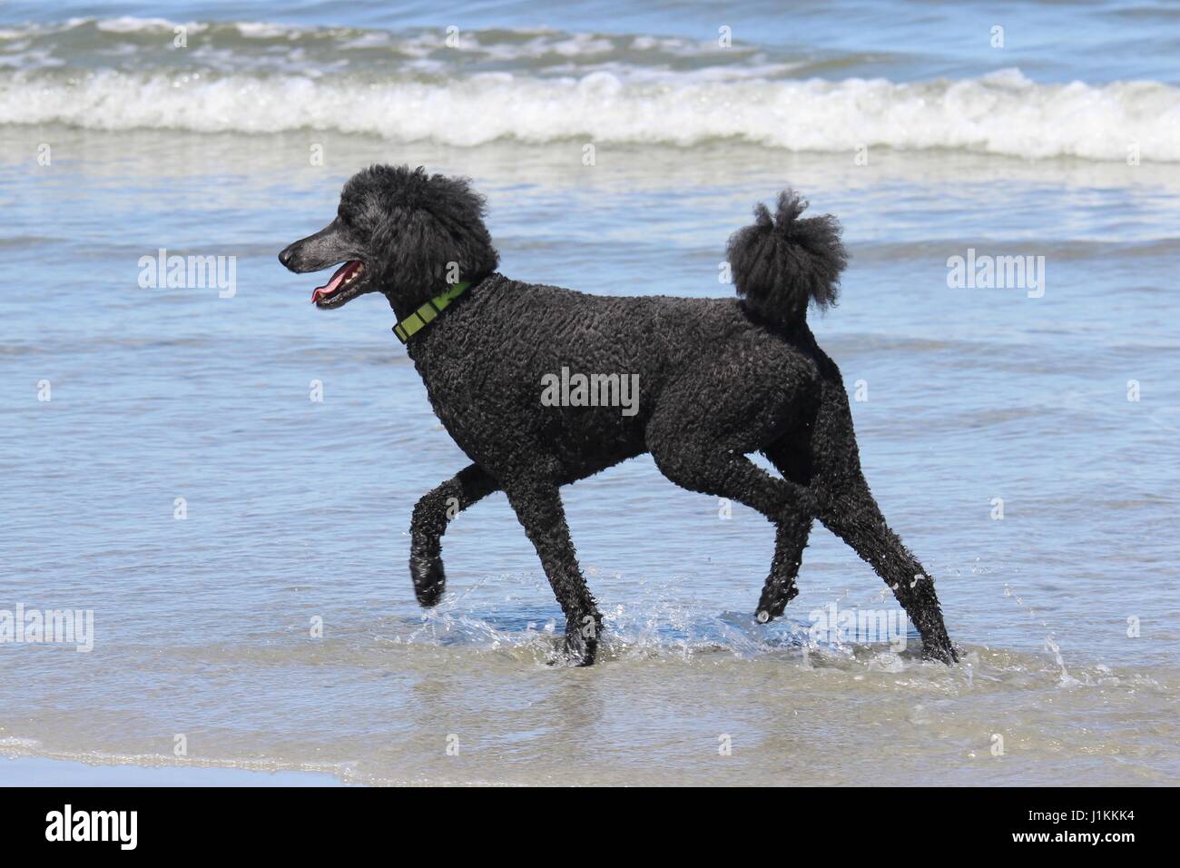 A black standard poodle enjoying a day at the beach Stock Photo