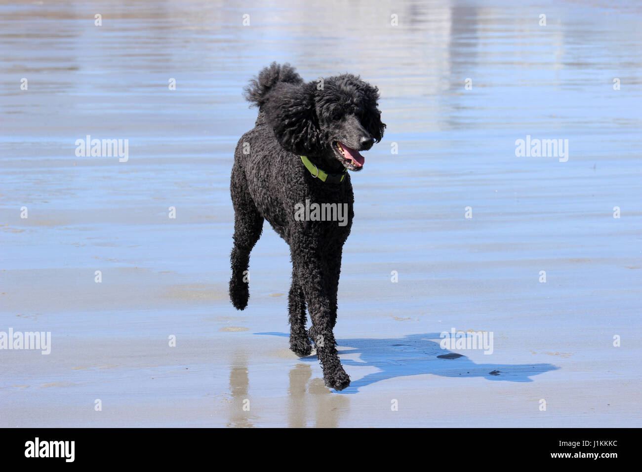 A black standard poodle enjoying a day at the beach Stock Photo Alamy