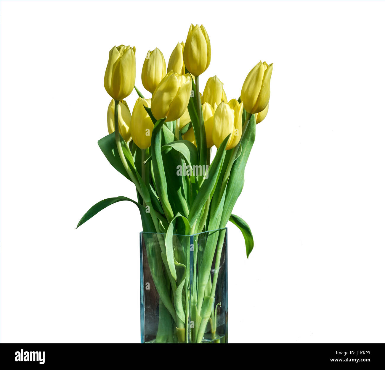 Spring bouquet of yellow tulips isolated on the white background in a ...