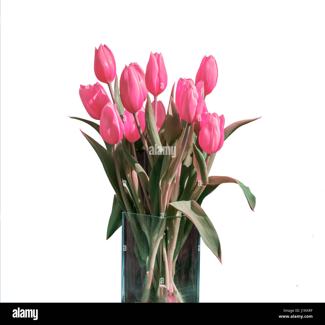 Spring bouquet of pink tulips isolated on the white background in a ...