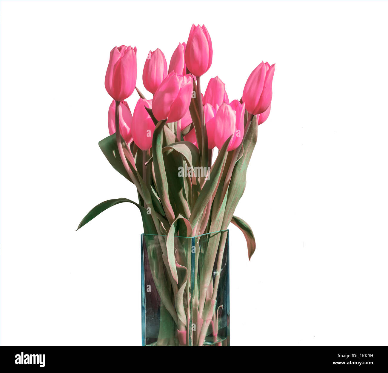 Spring bouquet of pink tulips isolated on the white background in a ...