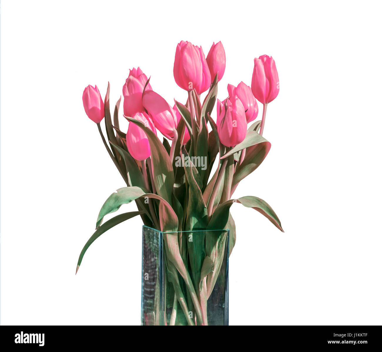 Spring bouquet of pink tulips isolated on the white background in a ...
