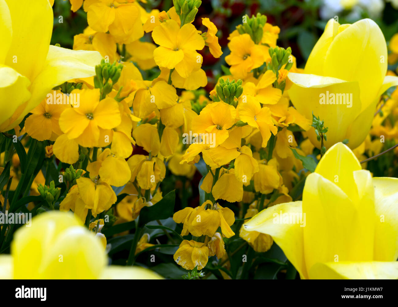 Yellow wallflowers and tulips Stock Photo