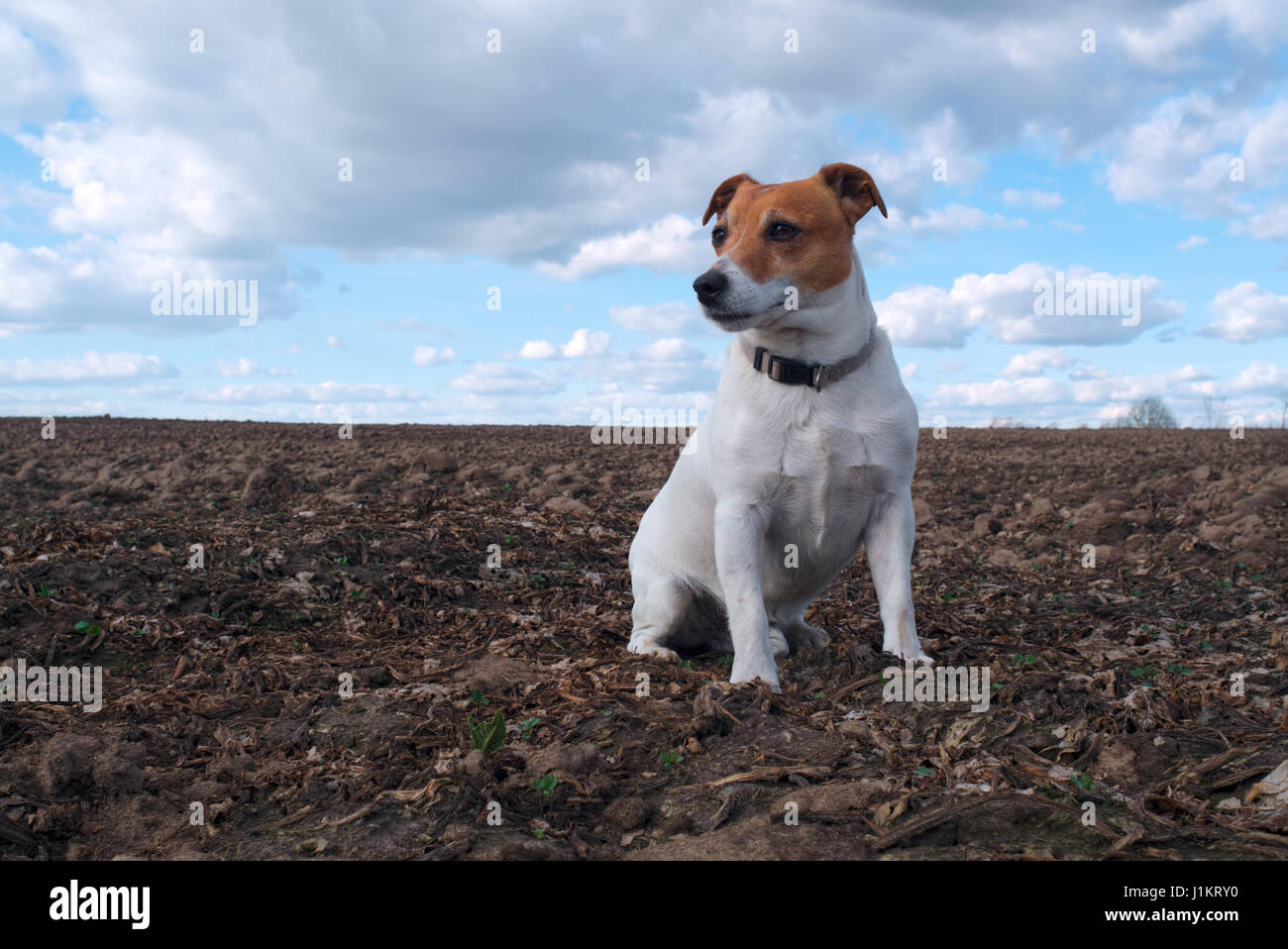 jack russel on spring field Stock Photo