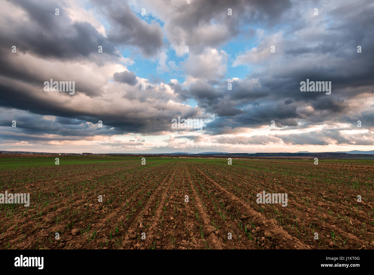 wheat field and cloudy sky Stock Photo