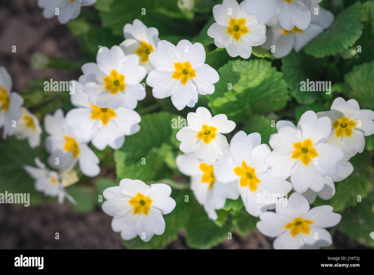 primrose in spring field closeup Stock Photo