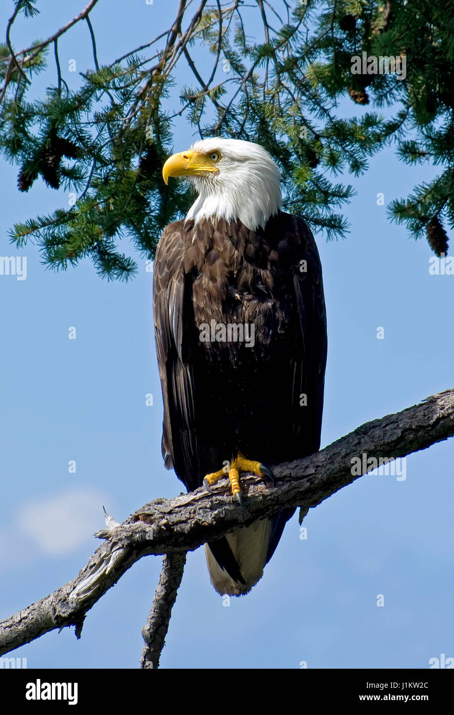 A wild parent Bald Eagle watching over its nest and the photographer. Found in abundance around the Gulf Islands of British Columbia, Canada. Stock Photo