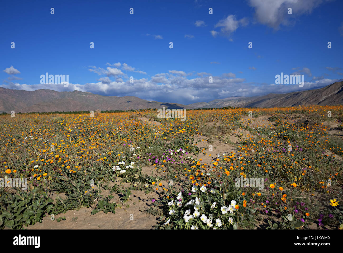 Wildflowers blooming in AnzaBorrego Desert State Park Stock Photo Alamy