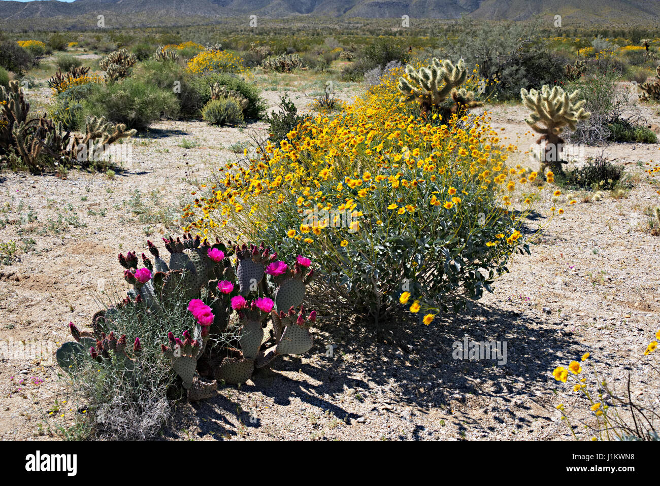 Wildflowers blooming in AnzaBorrego Desert State Park Stock Photo Alamy