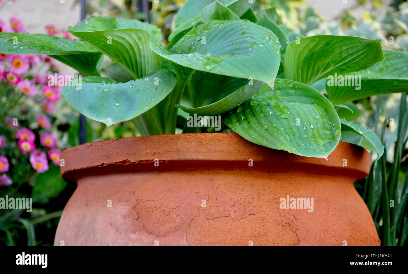Hostas in a clay pot Stock Photo