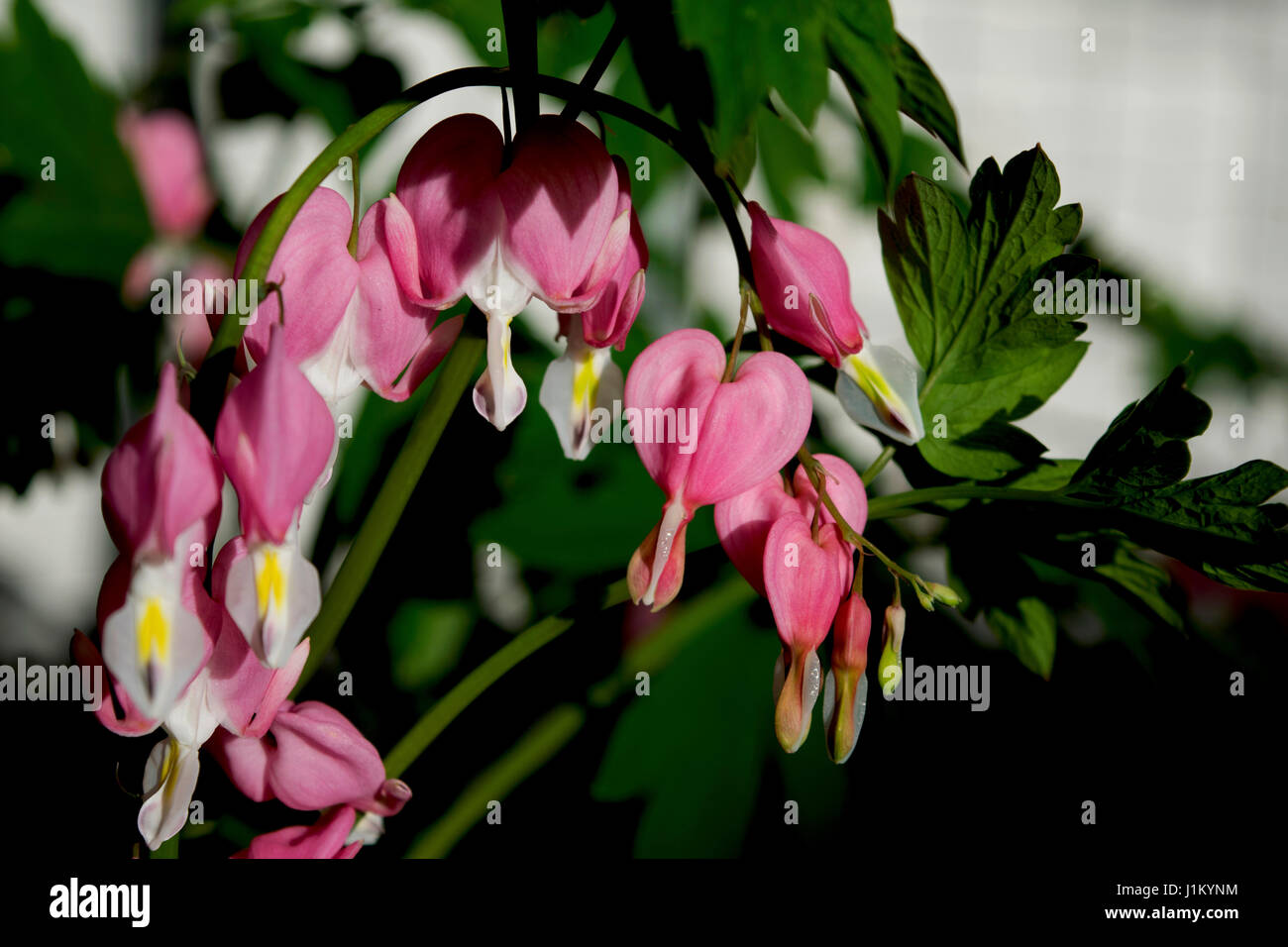Close up of pink bleeding hearts in the sun Stock Photo