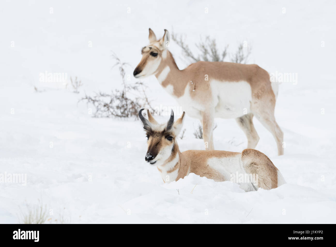 Pronghorns / Gabelboecke ( Antilocapra americana ) / Gabelantilopen, male and female in winter, lying, resting, standing next to each other in snow, Y Stock Photo