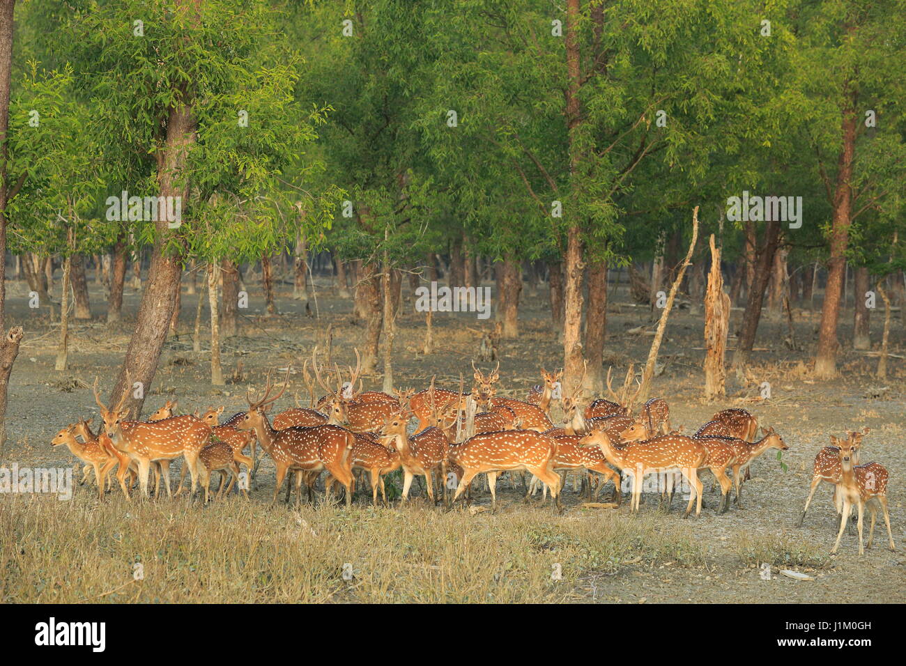 Spotted deer roam inside the Katka wildlife sanctuary in Sundarbans, a