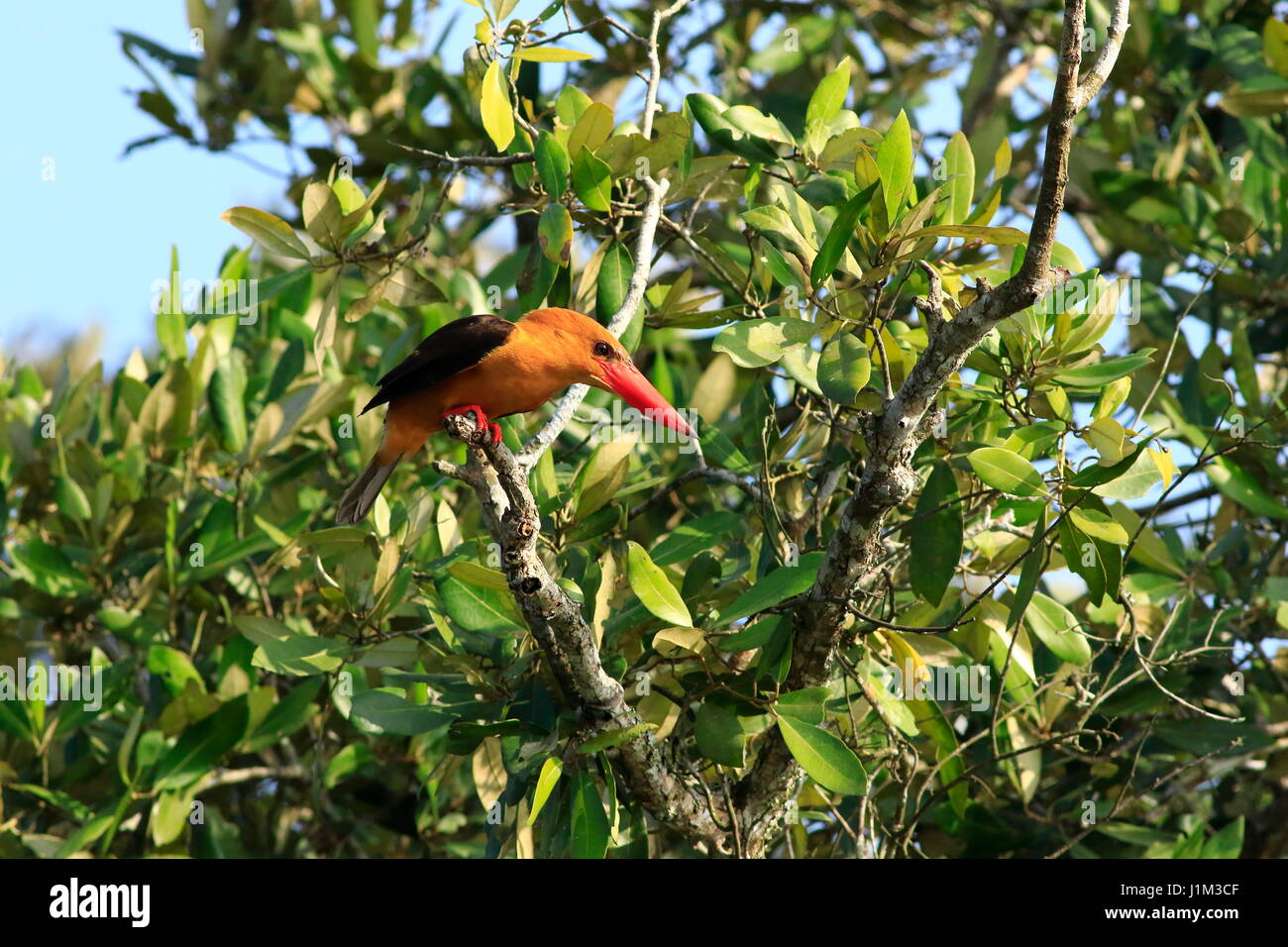 Brown-winged kingfisher or Khoirapakha Machranga in Sundarbans. Bagerhat, Bangladesh. Stock Photo