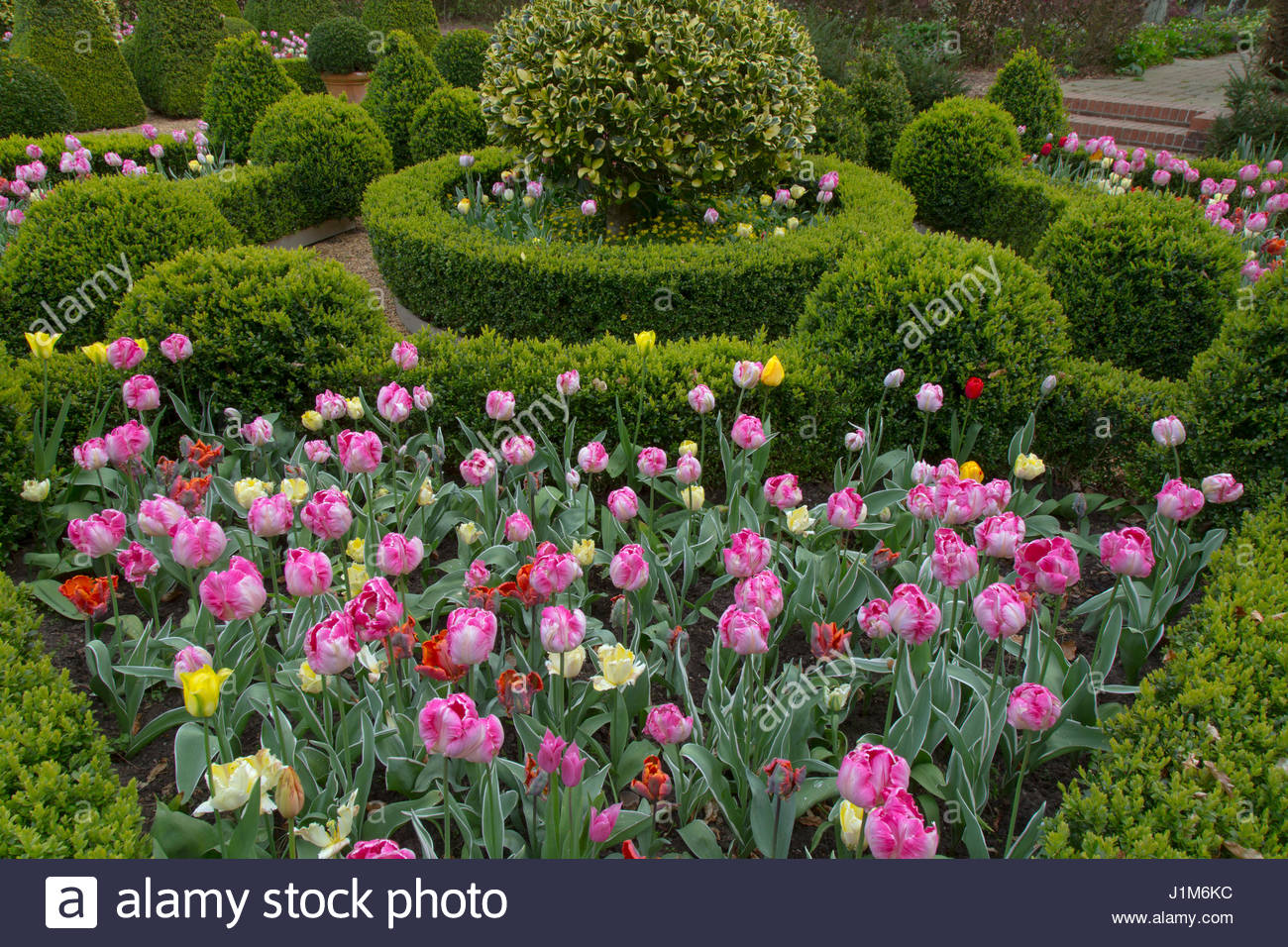Fringed Tulip Dallas Pink And Tulipa Swan Wings White And Stock Photo Alamy