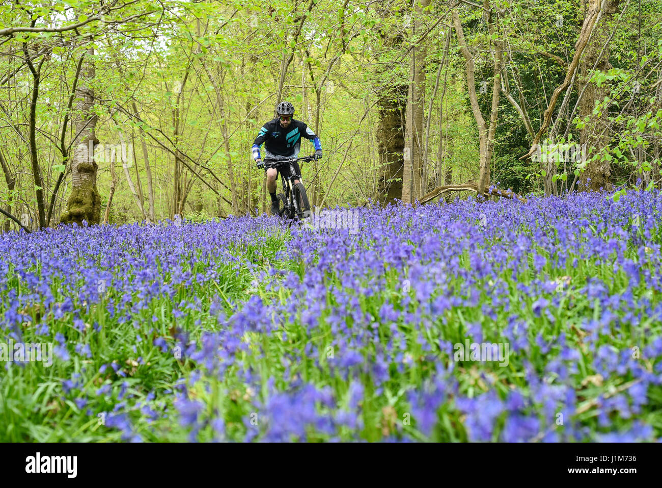 Mountain biker in blue bell countryside Stock Photo