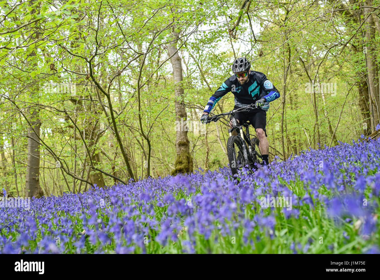 Mountain biker in blue bell countryside Stock Photo