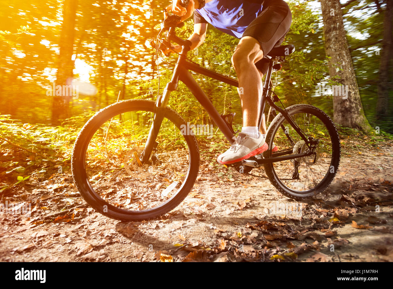 forest mountain biking