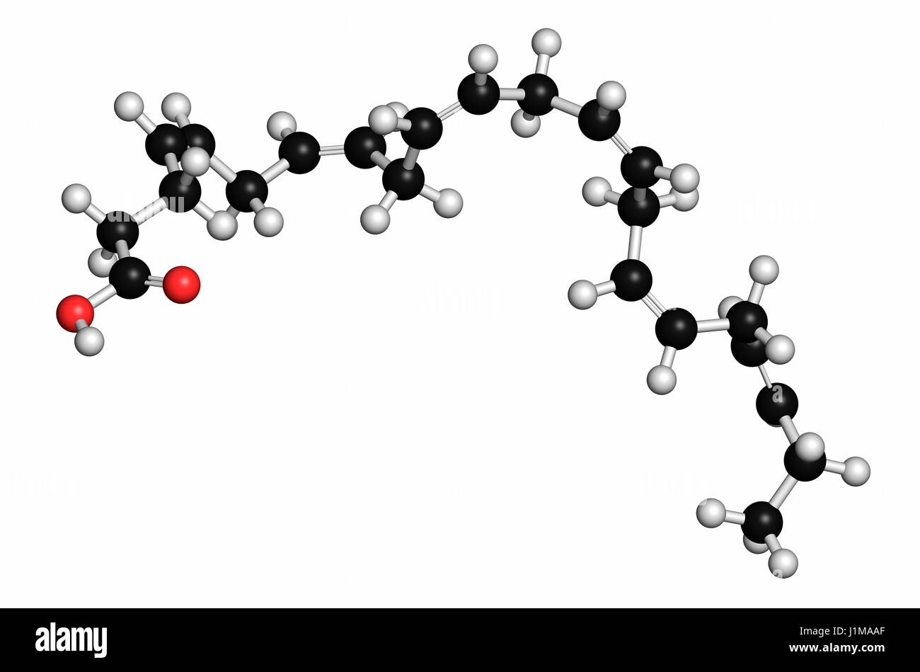 Docosahexaenoic acid (DHA, cervonic acid) molecule. Polyunsaturated