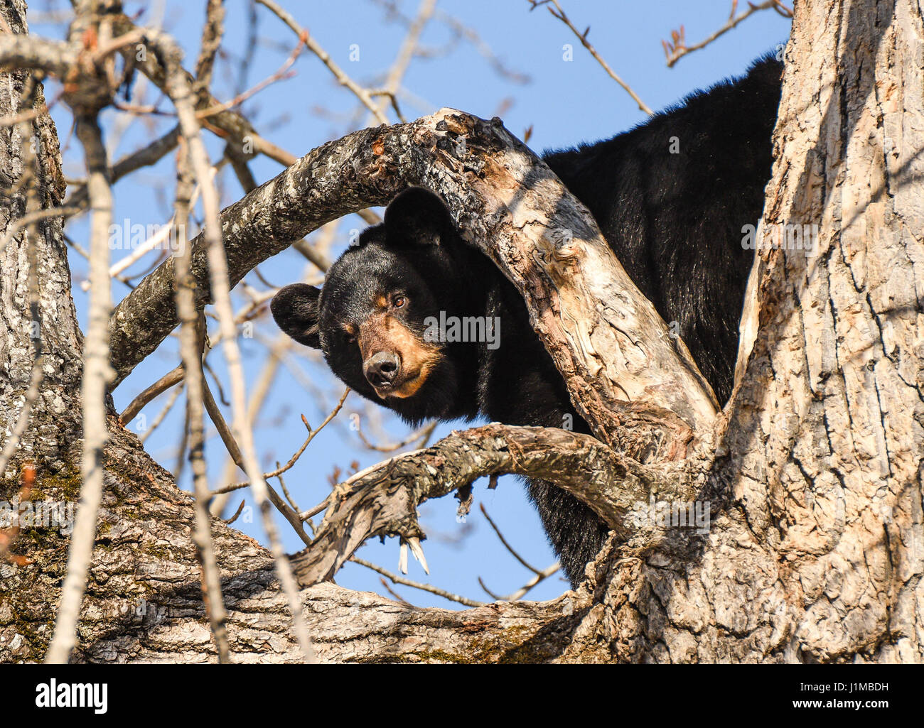A black bear stands in a cottonwood tree Stock Photo Alamy