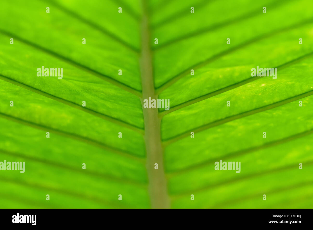 Macro shot of leaf in Living Rainforest,Hampstead Norreys, Brekshire, UK Stock Photo