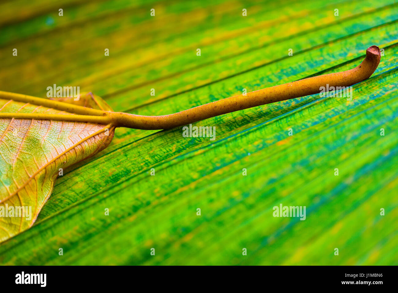 Macro shot of leaf in Living Rainforest,Hampstead Norreys, Brekshire, UK Stock Photo