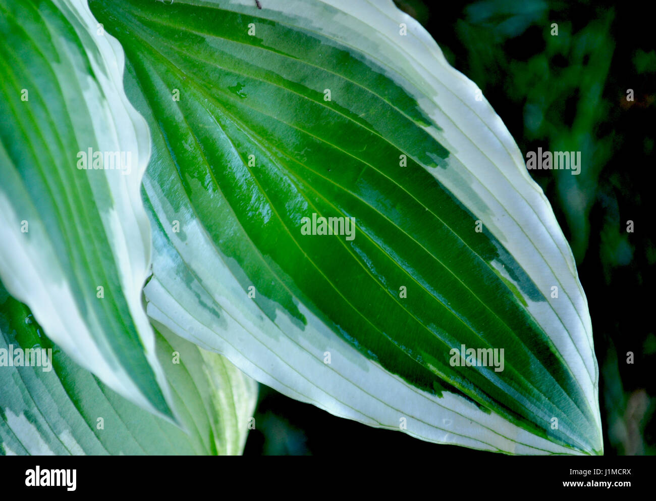 green and white leaves of hostas Stock Photo