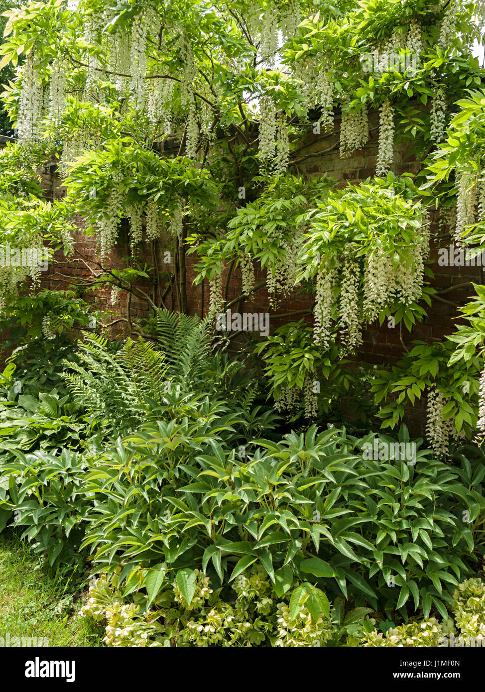 Wisteria bloom hires stock photography and images Alamy