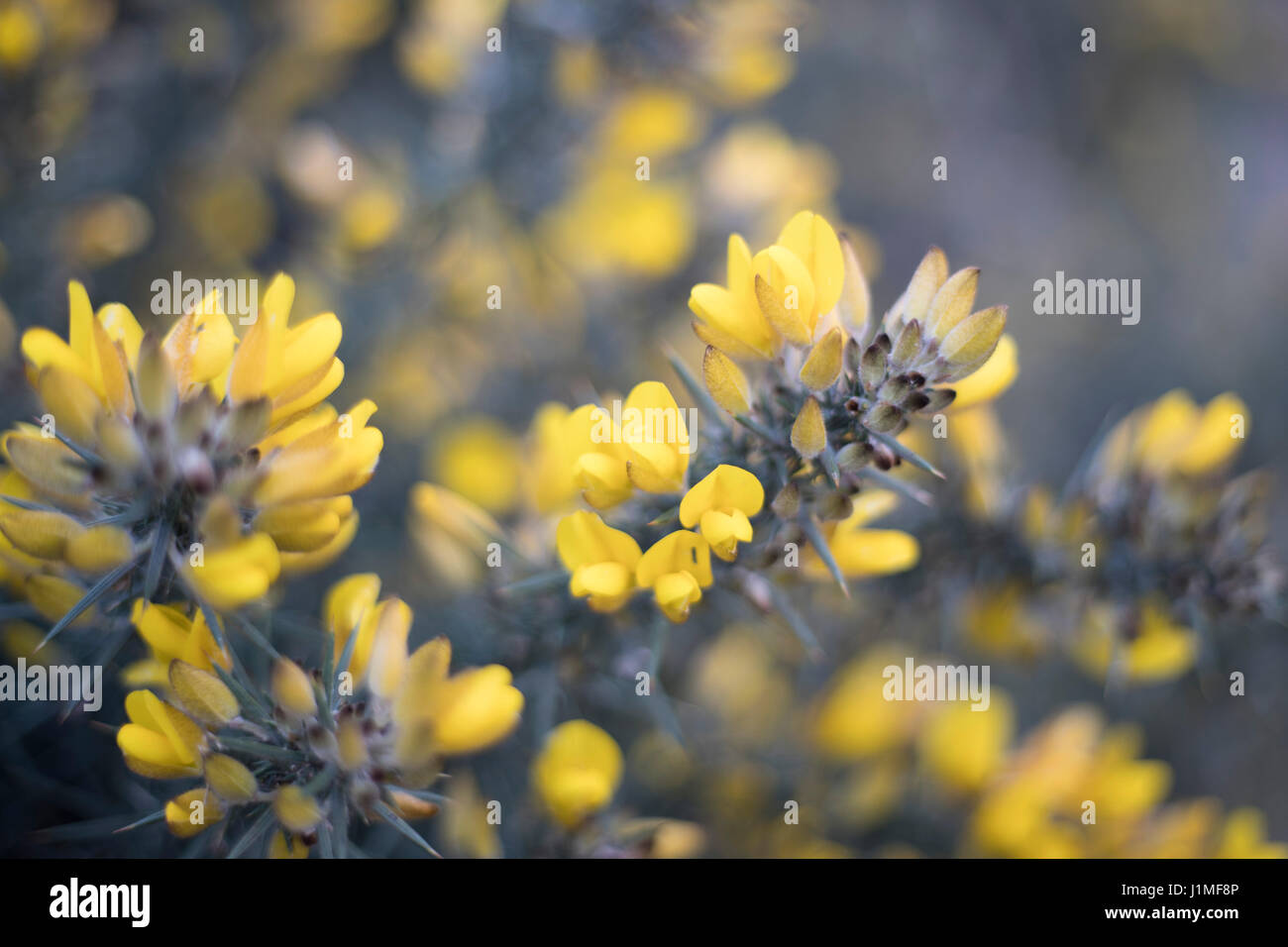 Yellow flowers common gorse bush hires stock photography and images