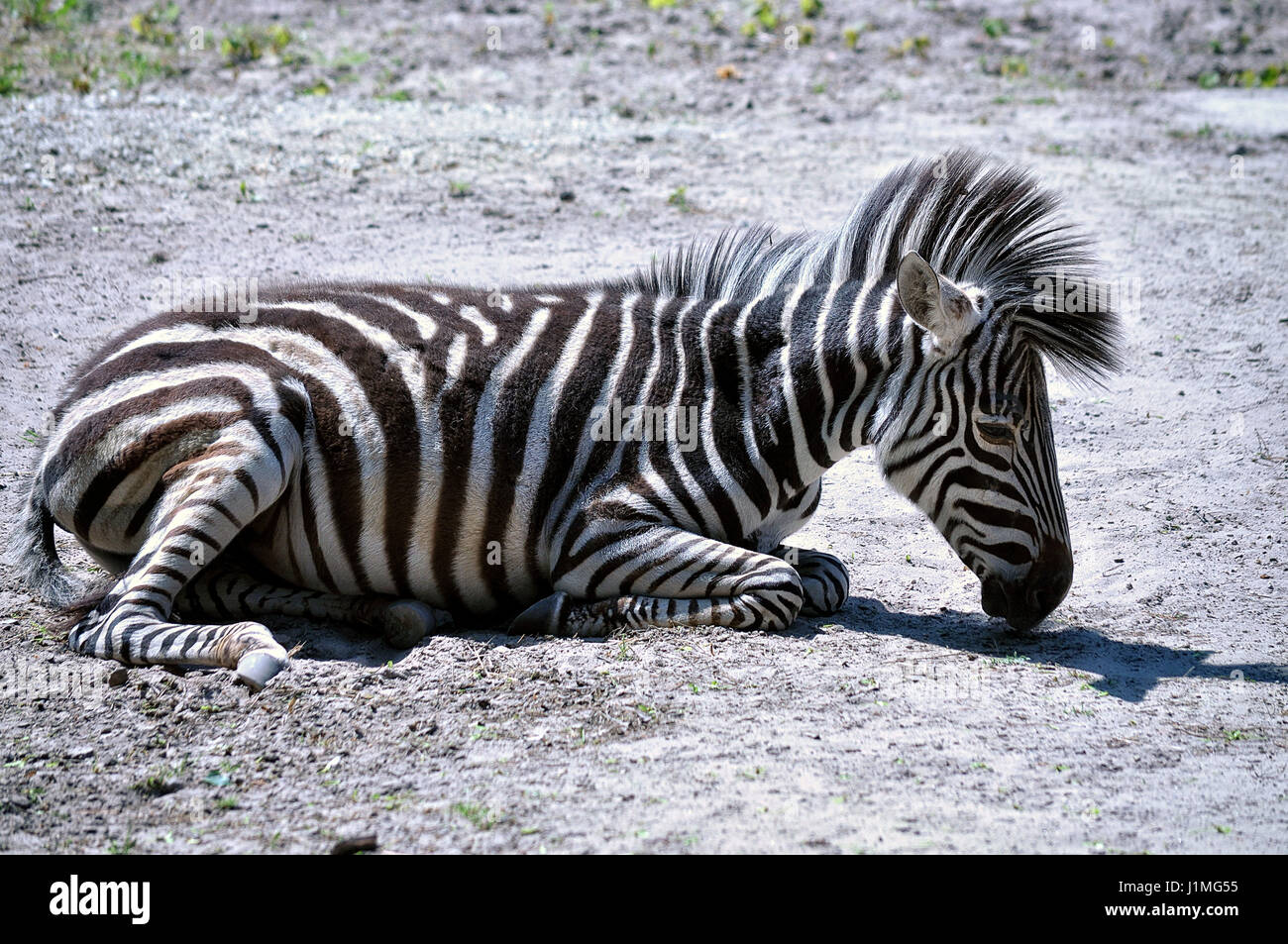 Zebra sleeping and heated in the sun Stock Photo - Alamy
