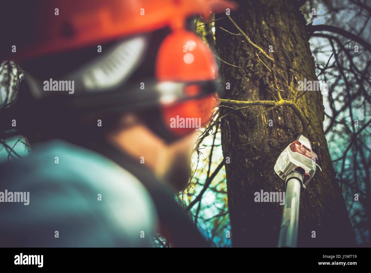 Taking Care of Trees by Removing Damaged and Dead Tree Branches Using