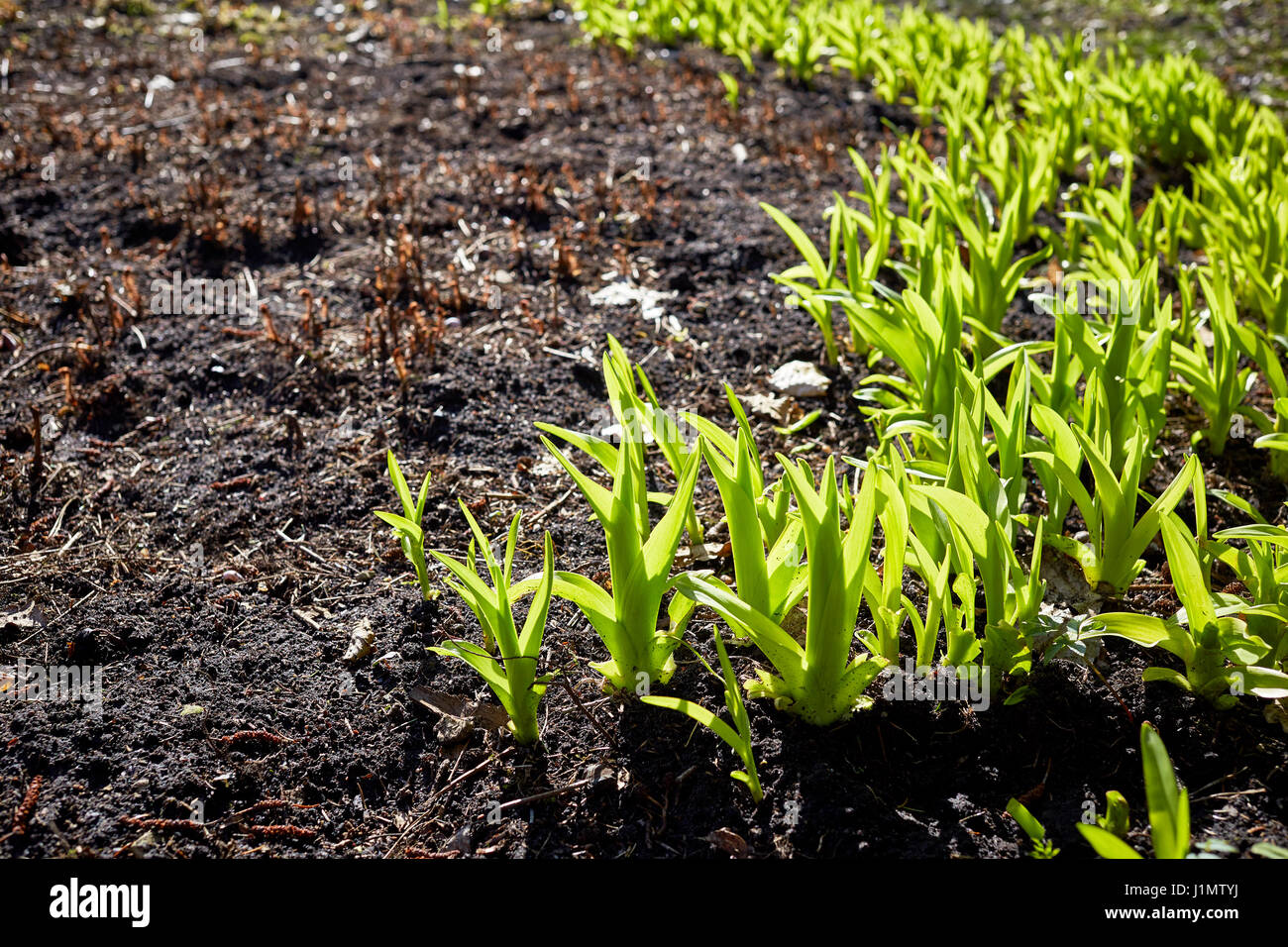 Spring Time Sprout new green sprouts in springtime Stock Photo - Alamy